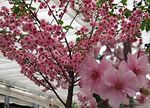 松前桜　Matumae cherry blossoms